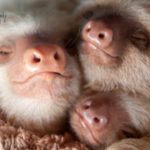 Sloths on the BBC - Our international sloth stars