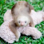 I Love Sloths......Join me & Help me Get them back home