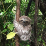 We WiSH for a Better World for Sloths!