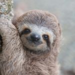 Learning from Sloth Loss, Wildlife Rescue, a Newbie tribute