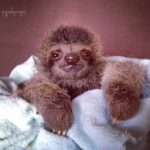 "Best and worst of times"…Lessons learned from sloth deaths