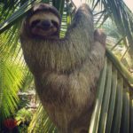 Good Advice--why you shouldn't handle wild sloths