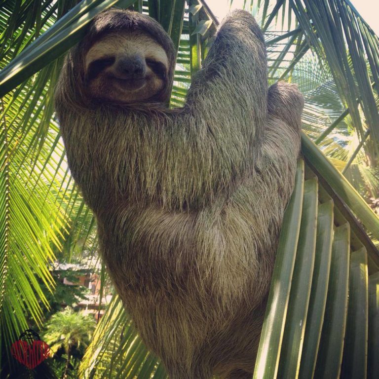 wild sloths