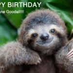 Happy Birthday Dr Jane Goodall from your sloth friends