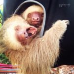 Two orphaned hand raised sloths 1st step in their journey back home.. the big release, part 1.