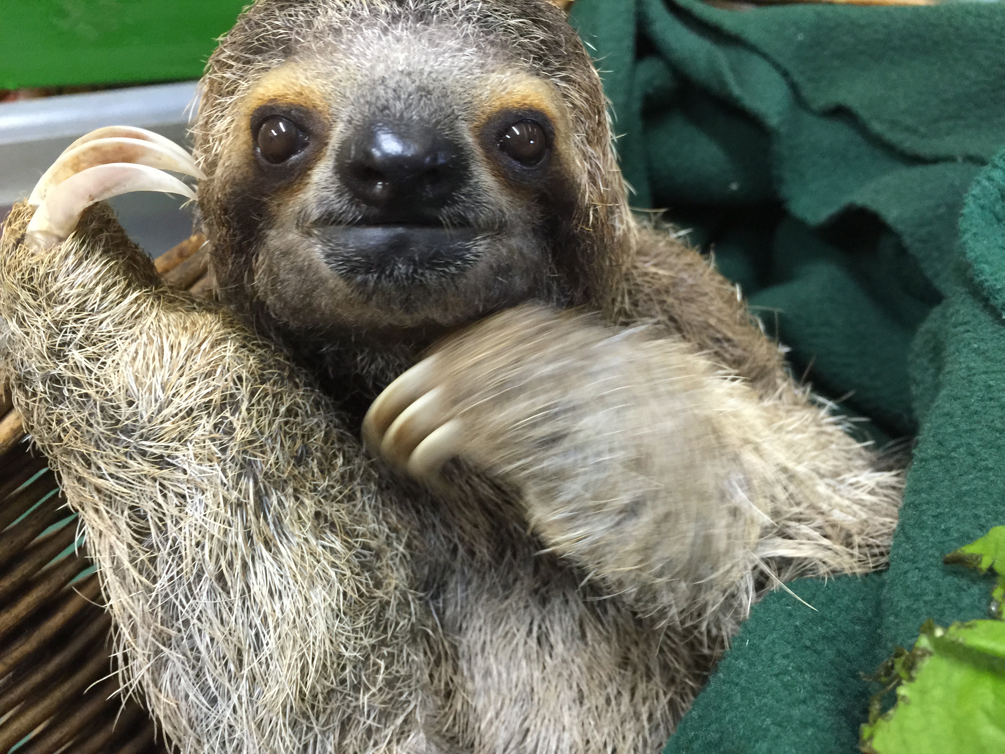 Sloth traditions and reflections by The Sloth Institute #BorntobeWild