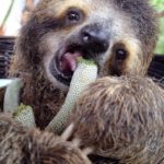 Natures Miracle Sloth, Monster's story continues....by Sam Trull