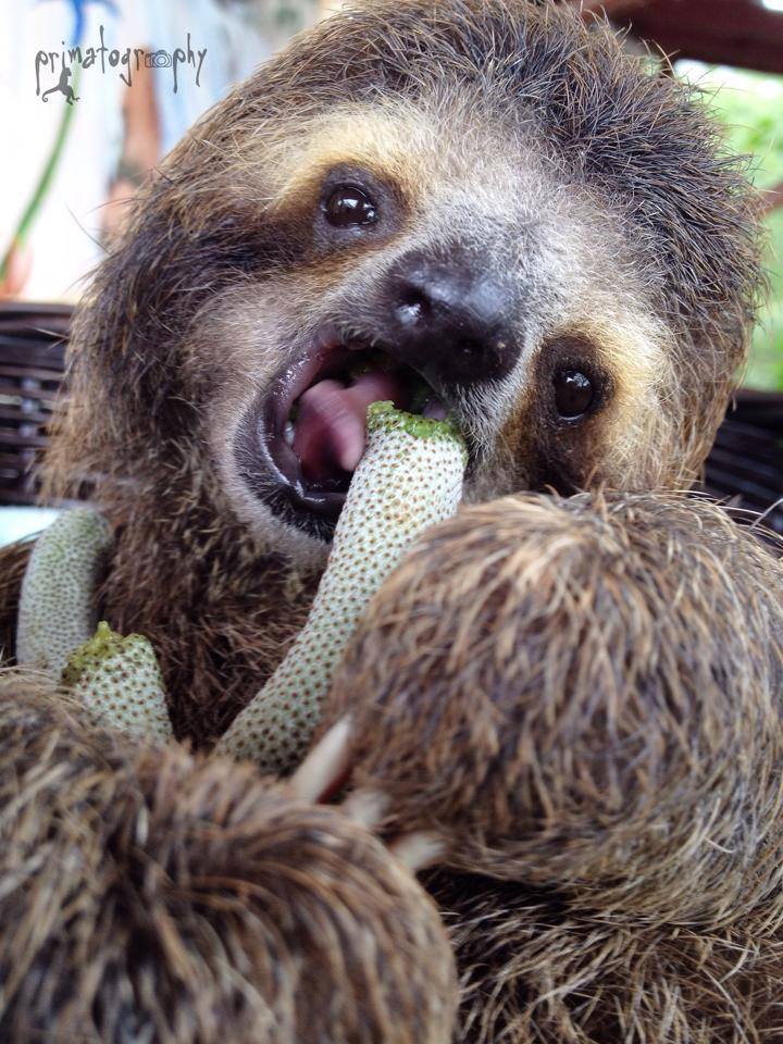 Monster, natures miracle sloth