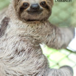 Love Sloths?  "Keep Your Distance"