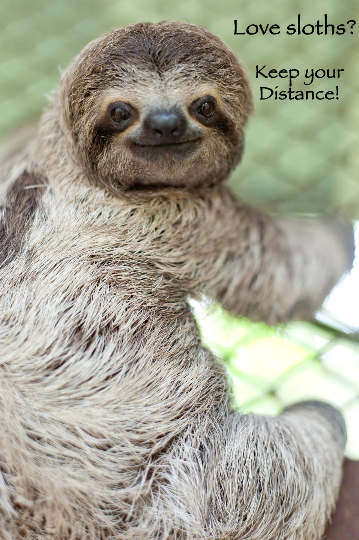 Love Sloths? Love Sloths?