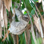 Releasing Orphaned Sloths Back into the Rainforest by Sam Trull