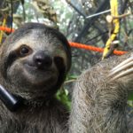 The Sloth Institute and Toucan Rescue Ranch Partner to Help Orphan Sloths