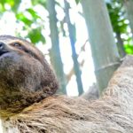 Sloths ENdangered or IN Danger?