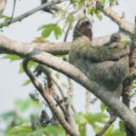 Baby Sloth and Mom re-unite, a happy ending and beginning!