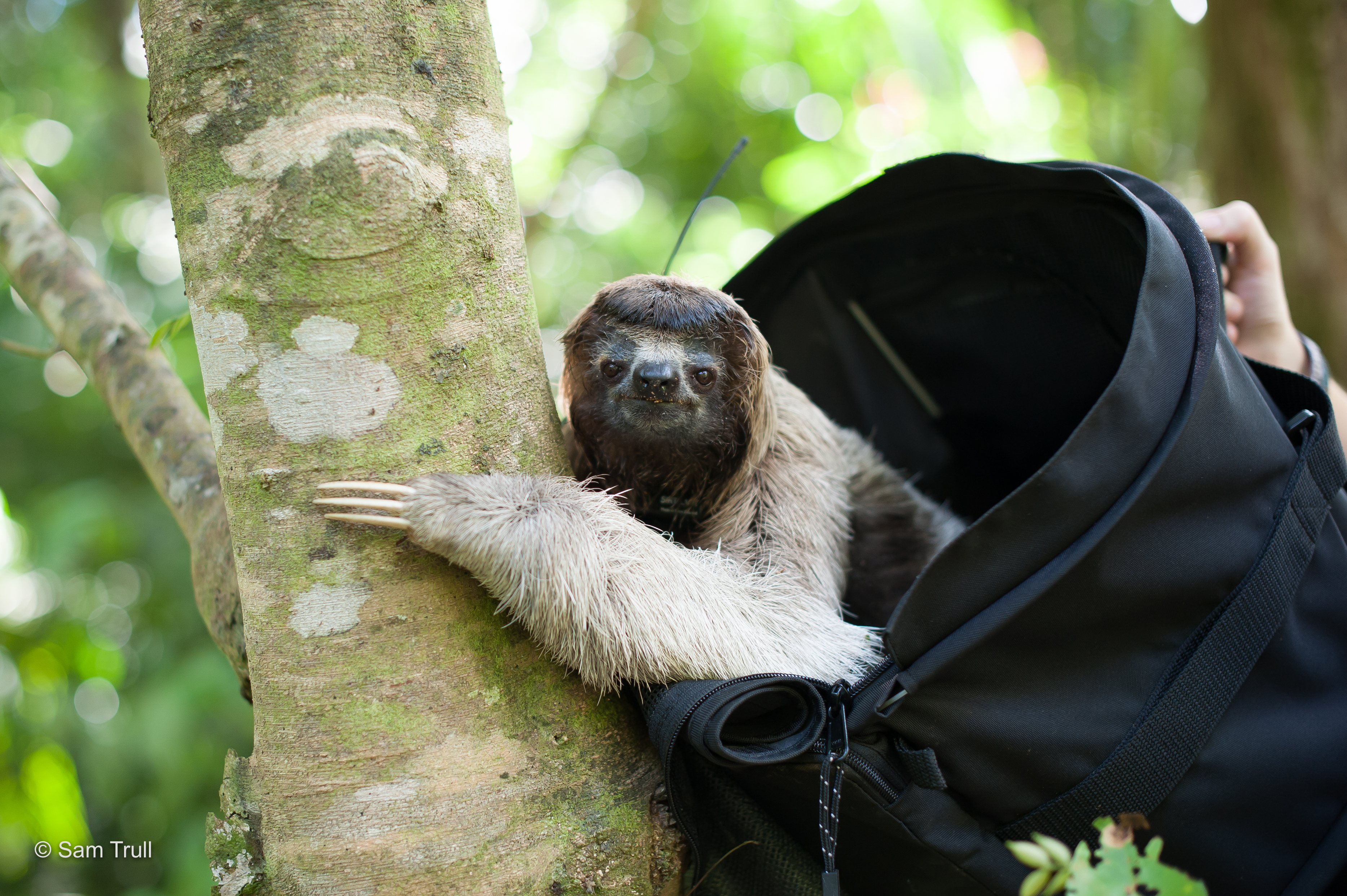 The Sloth Freedom Project