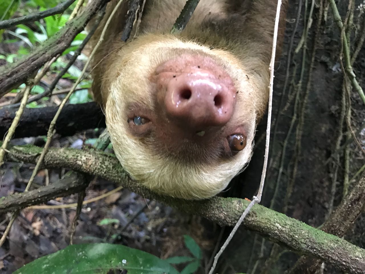 Carrie - saved at a bus station! - The Sloth Institute