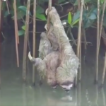 Do sloths drink water?