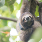 The Sloth Institute is leading the way for sloth research conservation