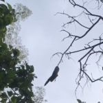 Sloth Making His Way Across A Canopy Gap