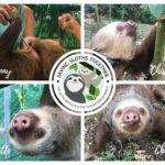 Saving Sloths Together - Back in the Trees