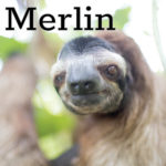 Update - Merlin's Release!