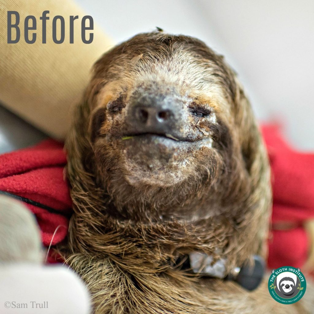 Merlin the sloth with a severe fungal infection was saved by Monster's WiSH lab
