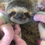 Newest Sloth Rescue - Wall-E