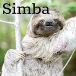 Welcome New Sloths Popcorn and Simba