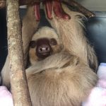 Slash the two-fingered Sloth