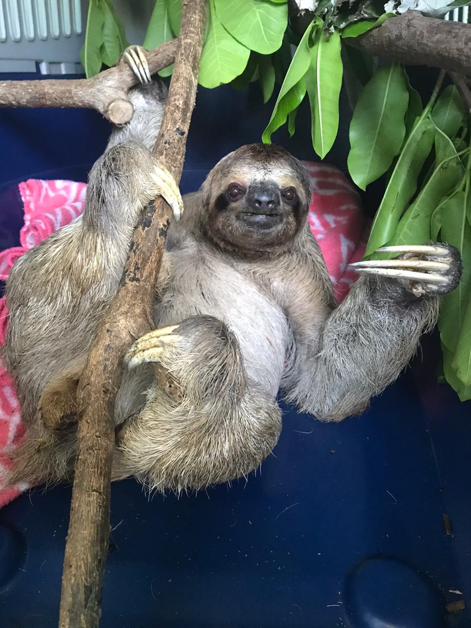 Alan the three-fingered sloth
