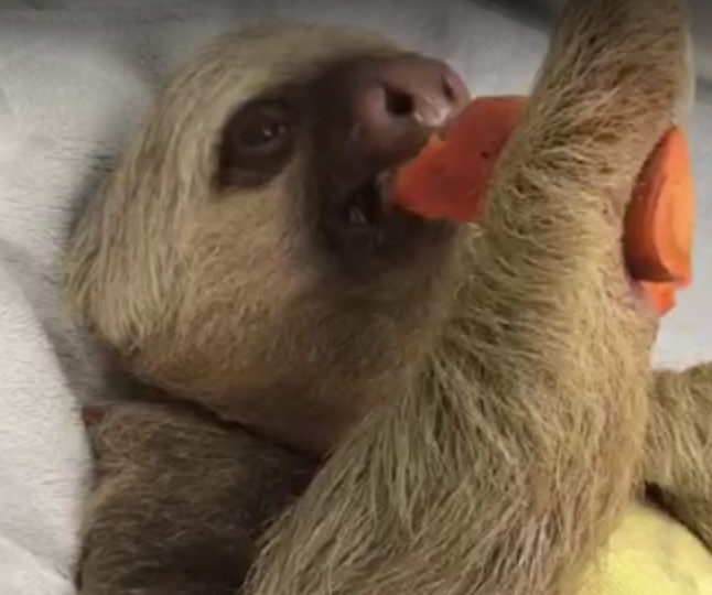 Meet Bono! - The Sloth Institute