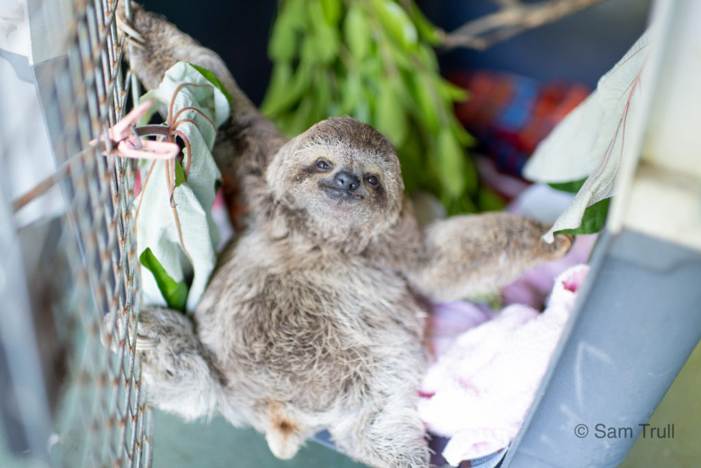 Charlie the three fingered sloth climbing