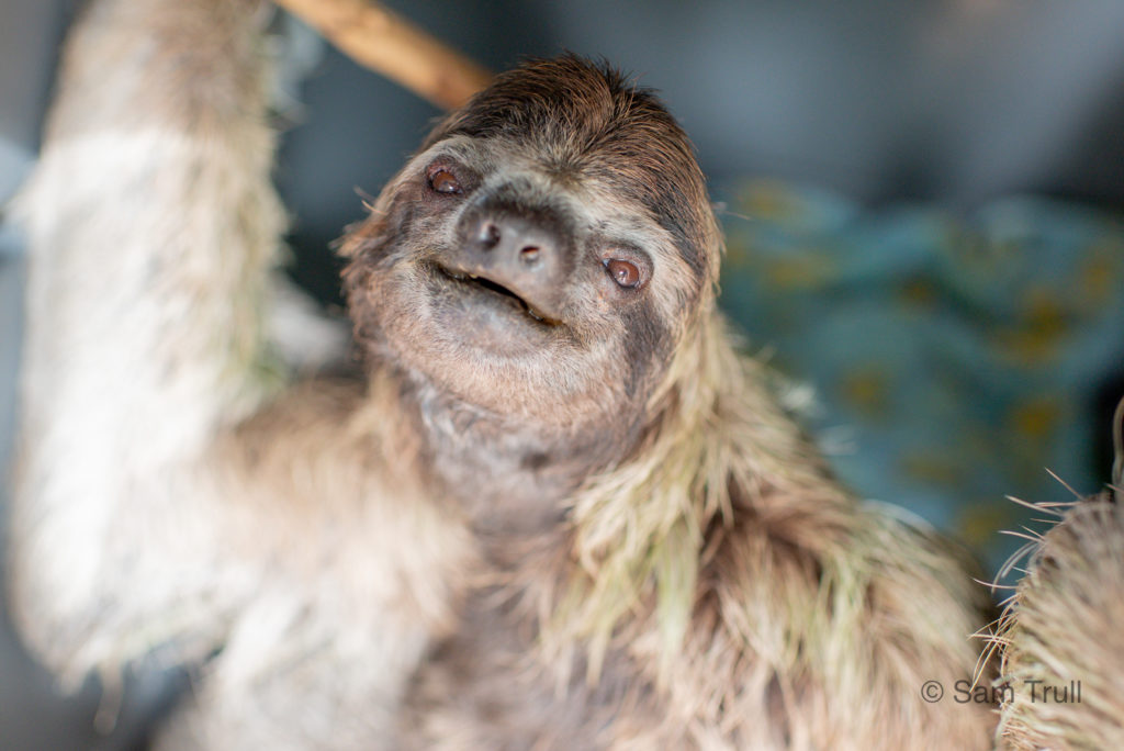 Mildred the three-fingered sloth