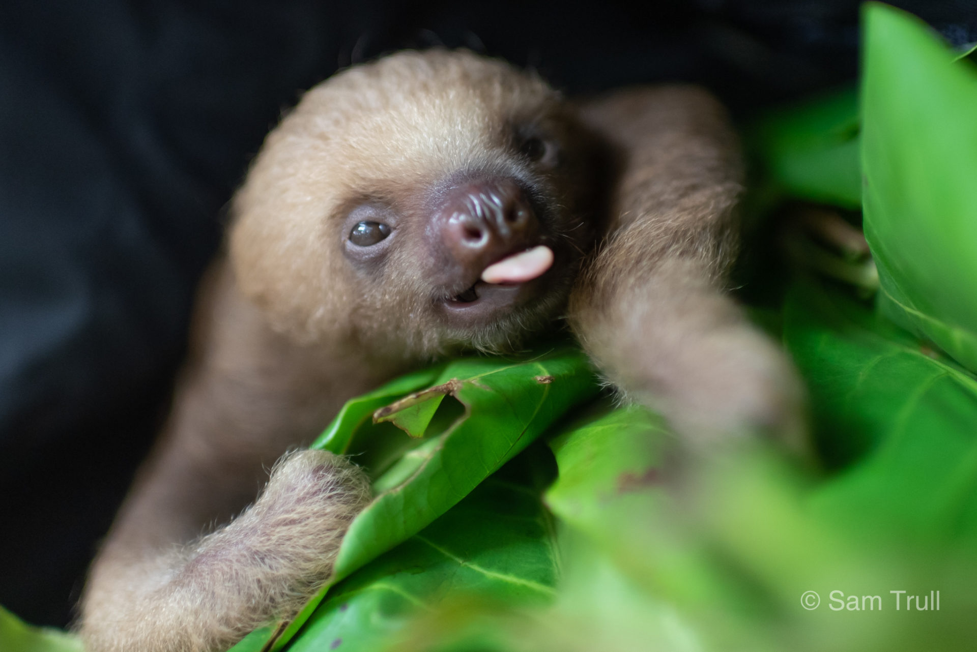 yawning sloth