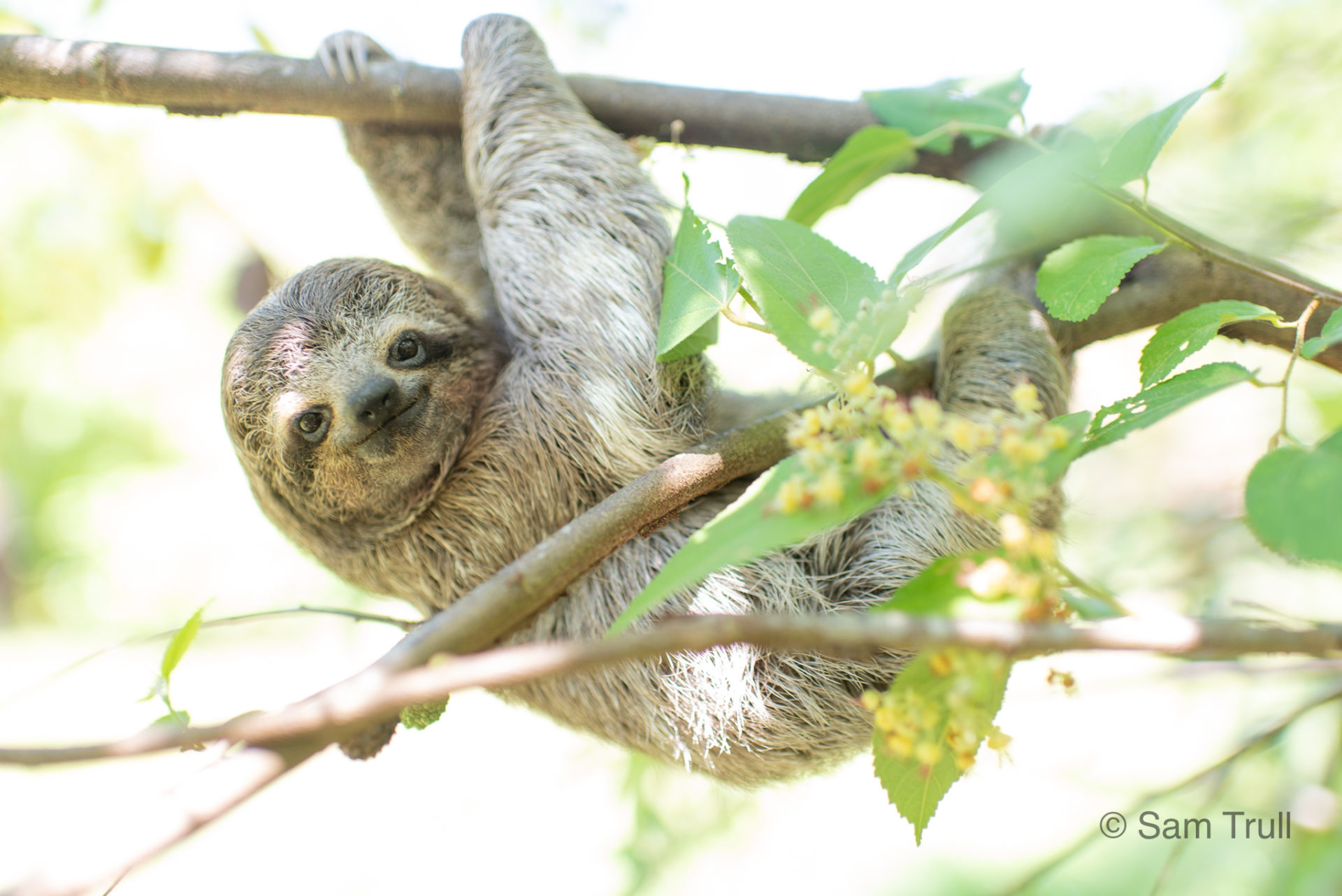 Bo Peep the Three-Fingered Sloth