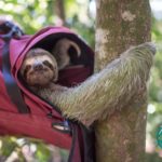 What Makes an Ideal Release Site for A Sloth?