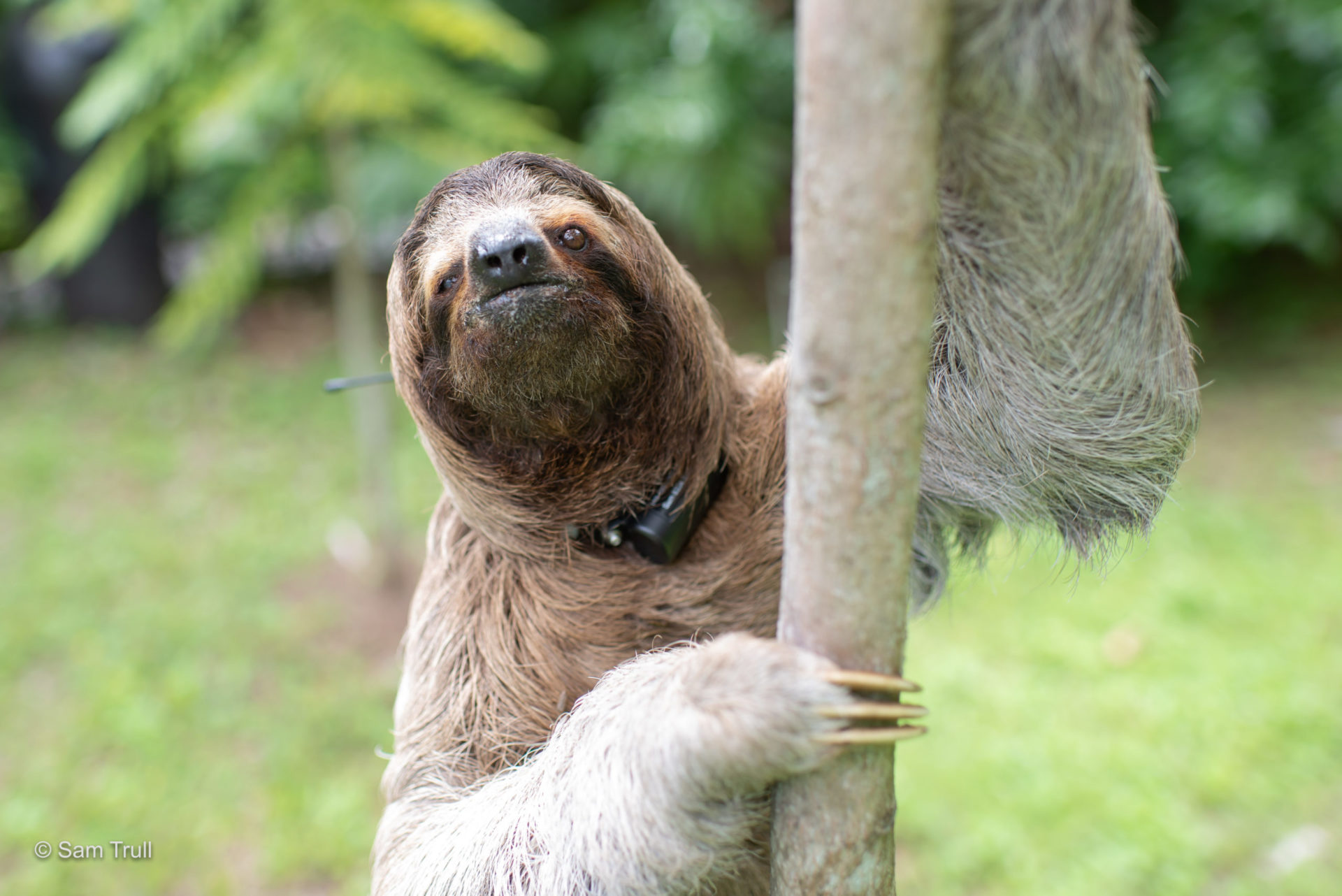 Merlin the sloth recovered thanks to Monster's WiSH Lab