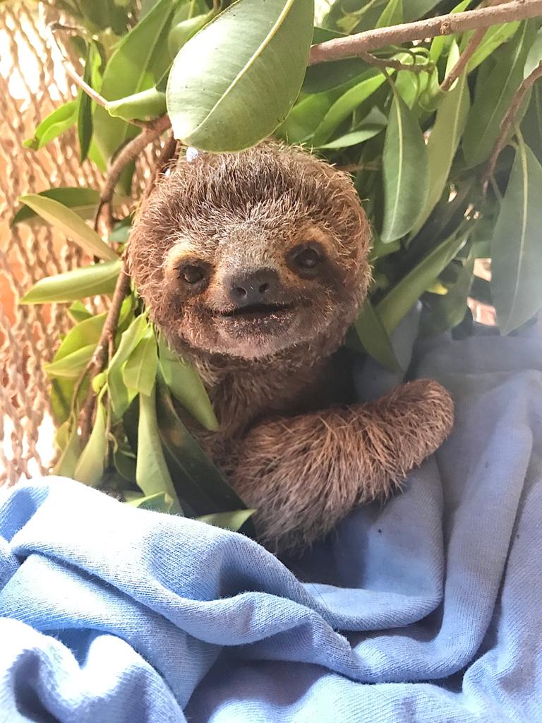 Baby Sloth Found with Legs "Frozen"