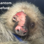Update on rescued sloths Phantom and Britney!