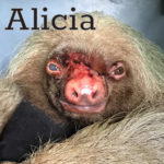 Meet Alicia!