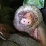Say hello to Shakira the sloth!