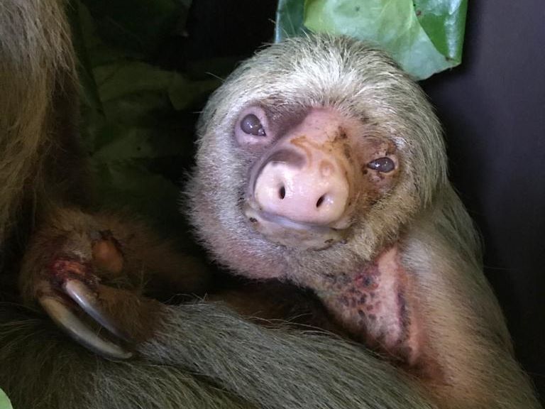 an electrocuted two-fingered sloth