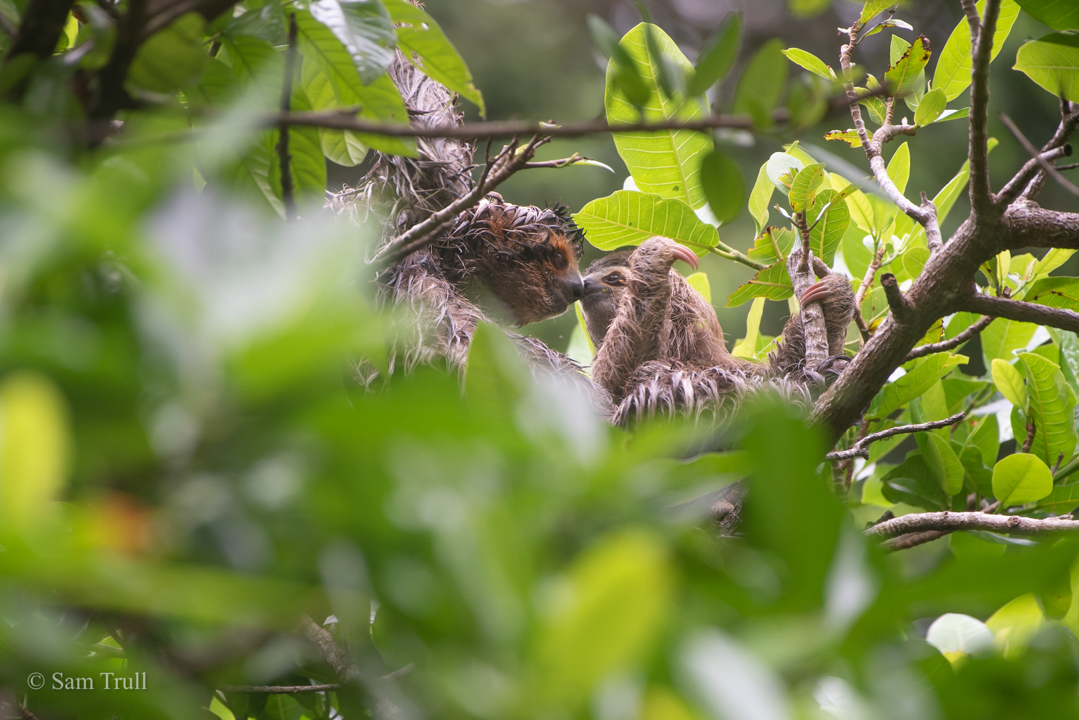 Mom and baby 3 fingered sloths kiss