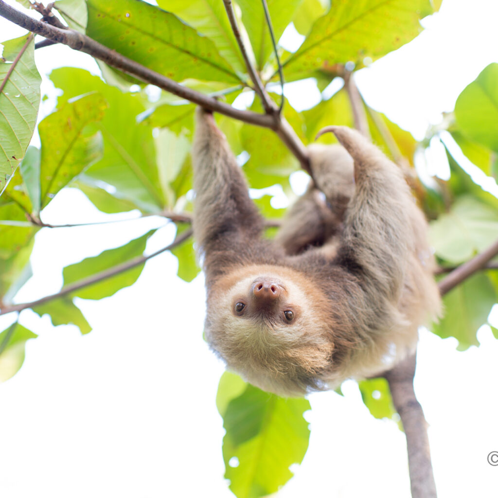 Two fingered sloth in a tree