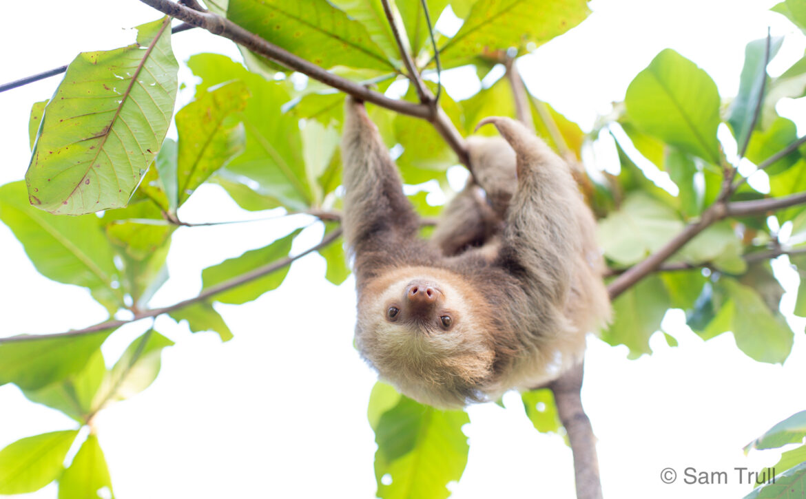 Two fingered sloth in a tree