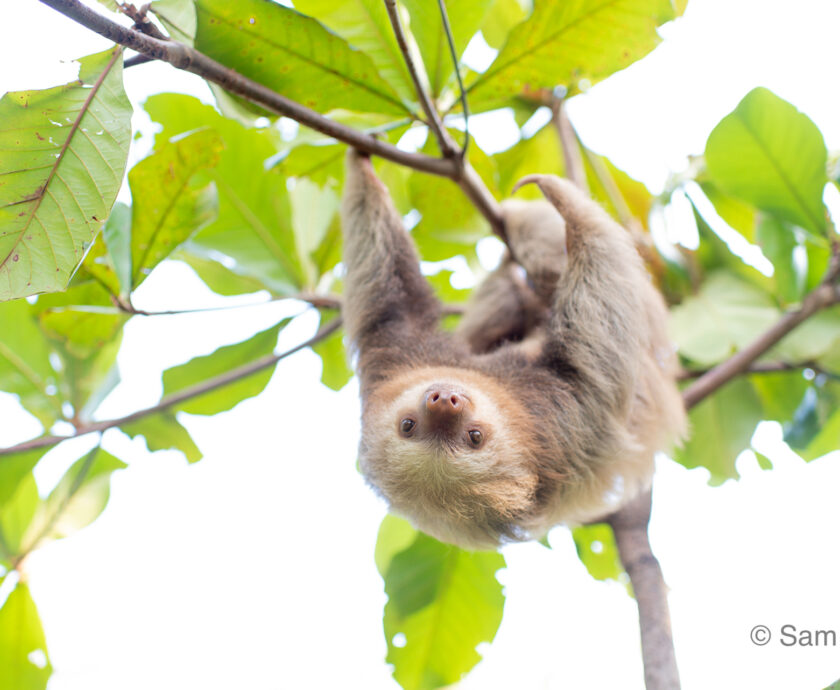 Two fingered sloth in a tree
