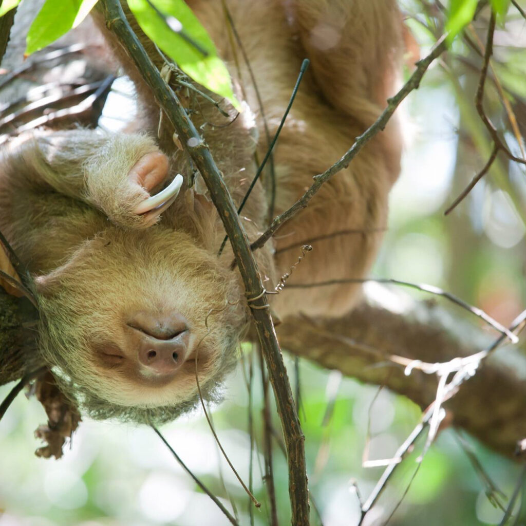 2 fingered sloth resting in a tree