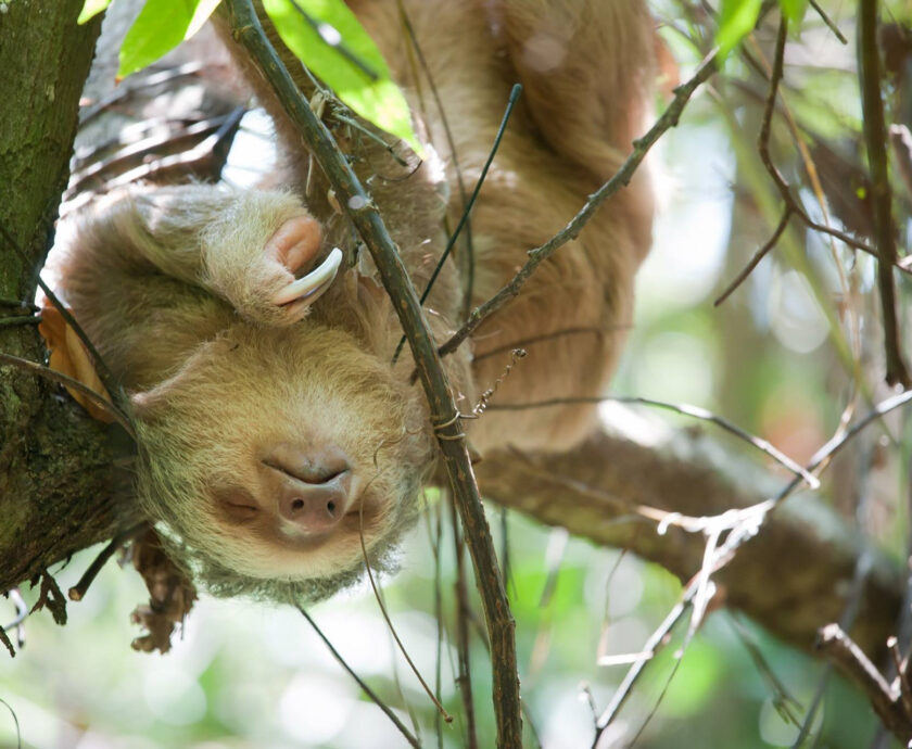 2 fingered sloth resting in a tree