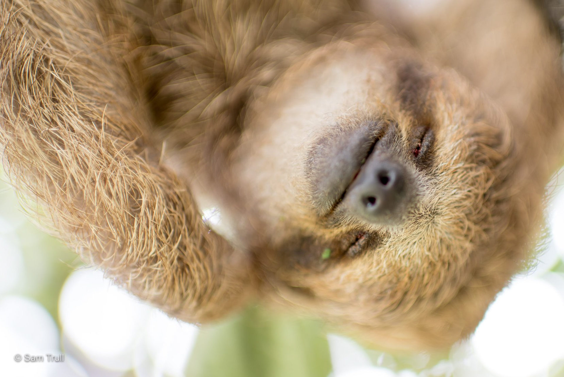 3 fingered sloth face scratching