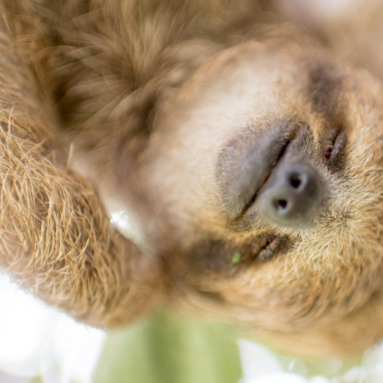 3 fingered sloth face scratching